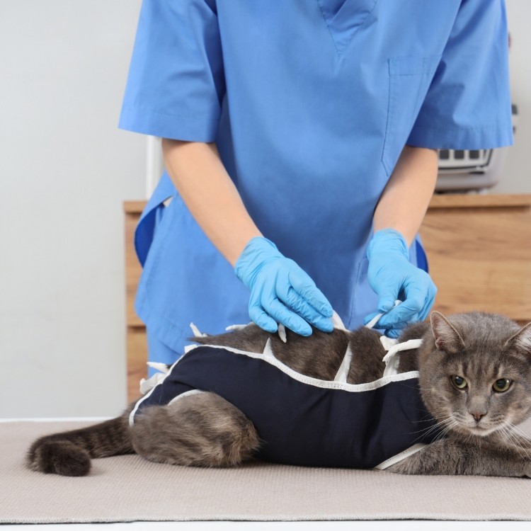 Castración en tu barrio